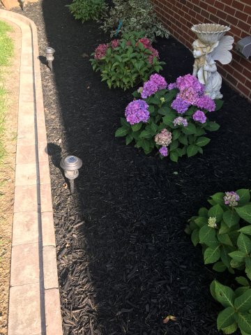 Daisy Landscape - Fire Pits