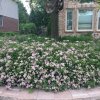 Daisy Landscape - Fire Pits