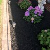 Daisy Landscape - Fire Pits