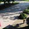 Daisy Landscape - Pavers